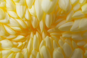 Light Yellow Flower Center of Chrysanthemum 'Atsumono' in Full Bloom
