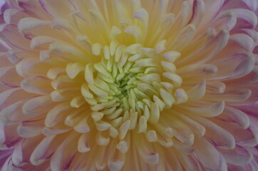 Light Cream Flower Center of Chrysanthemum 'Atsumono' in Full Bloom
