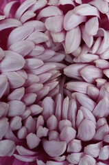 Light Cream Flower Center of Chrysanthemum 'Atsumono' in Full Bloom

