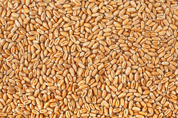 Wheat grains texture. Wheat grains as agricultural background.