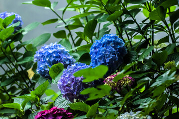 Beautiful purple,red and blue color Hydrangea macrophylla flowers in the garden at early summer.