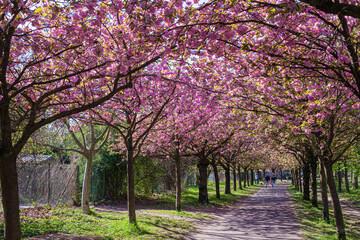Ciliegi, natura e colori in primavera, strada sporca in mezzo al bosco e fiori di ciliegio
