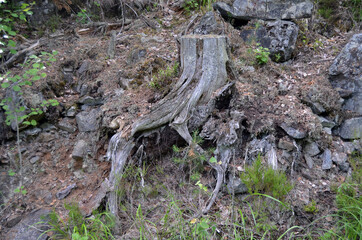 Forest on a summer day in Central Norway