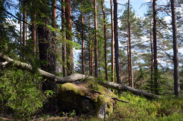 Forest on a summer day in Central Norway