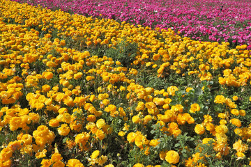 Fototapeta na wymiar The field of yellow and pink buttercups- ranunculus