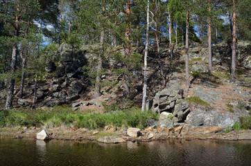 Forest on a summer day in Central Norway