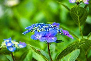 Beautiful purple and blue color Hydrangea macrophylla flowers in the garden at early summer.