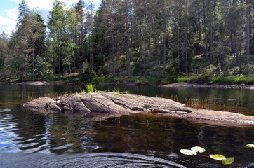 Forest on a summer day in Central Norway