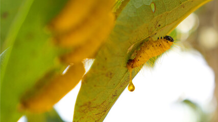 Hanging Caterpillar Insect with drop
