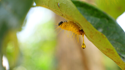 Hanging Caterpillar Insect with drop