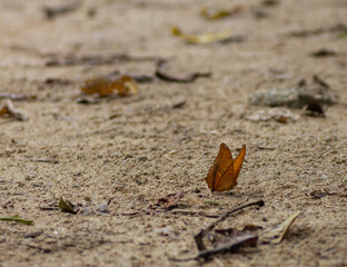brown  butterfly on the ground