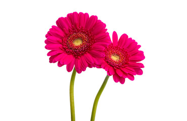 red gerbera isolated