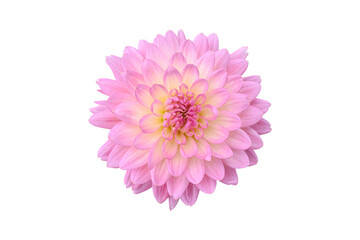 Blooming pink Dahlia Flower Isolated on white background. Object with clipping path.