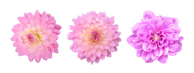 Three pink Dahlia Flower Isolated on white background. Beautiful ornamental blooming garden plant with clipping path.