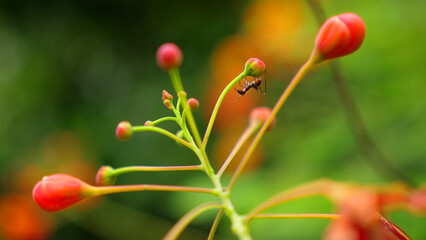 An Ant On Flower Bud