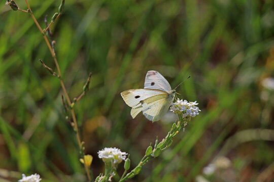 esempio macro di farfalla cavolaia su fiore bianco e sfondo verde per logo natura bellezza semplicità