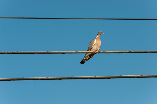 A pigeon perched on the electrical wiring