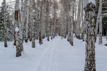 Fototapeta premium Winter forest and blue sky