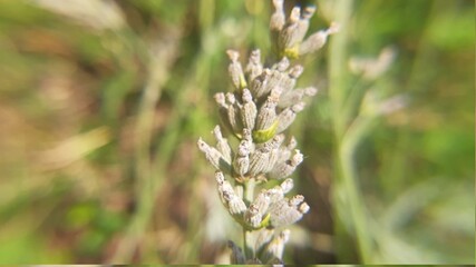 Lavanda