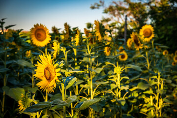 Beautiful sunrise in the countryside of Marche in a summer morning