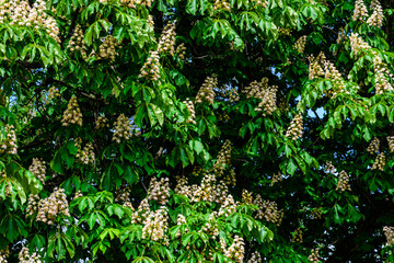 Horse chestnut (Aesculus or Hippocastanum) blossoming at spring