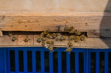 Many bees have a wooden hive. Bees fly near the hive.