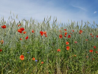 field of poppies