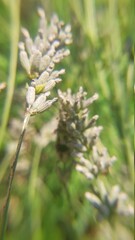 Lavanda