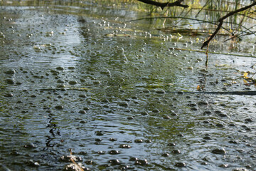 Gasblasen auf dem Laacher See
