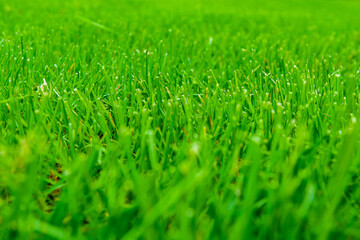 Background of the green grass. Eco concept. Selective focus