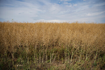 Rape (Brassica napus), ripe, dry rape in the field. agricultural oil production, Ripe dry rapeseed stalks before harvest in summer day. Green energy from oil industry plants.