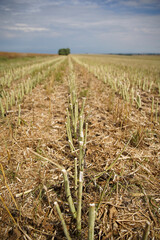 Harvested Rape (Brassica napus) stalks after harvest. Agricultural oil production.