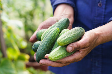 The farmer's hands are holding cucumbers. A farmer works in a greenhouse. Rich harvest concept