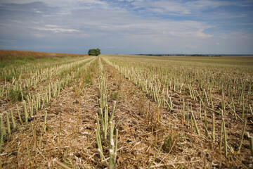 Harvested Rape (Brassica napus) stalks after harvest. Agricultural oil production.