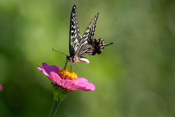 花とアゲハチョウ