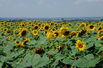 Obraz premium Lots of yellow sunflowers. Sunflower field agriculture oil background.