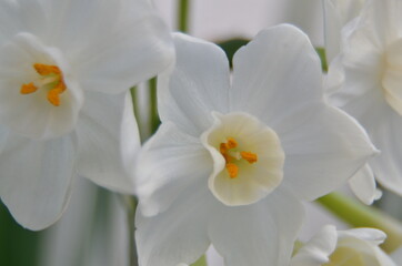Fototapeta na wymiar Spring flowers (daffodis) in a garden
