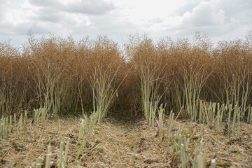 Rape (Brassica napus), ripe, dry rape in the field. agricultural oil production, Ripe dry rapeseed stalks before harvest in summer day. Green energy from oil industry plants.