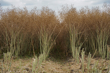 Rape (Brassica napus), ripe, dry rape in the field. agricultural oil production, Ripe dry rapeseed stalks before harvest in summer day. Green energy from oil industry plants.