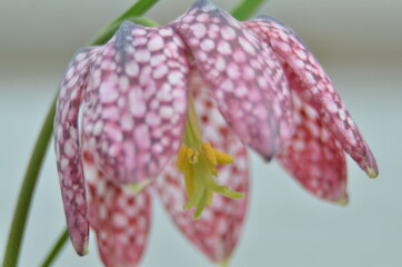 Spring flowers (hazel grouse flower) in a garden