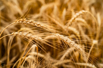 Agricultural field. Ripe ears of wheat on the background of the sunset. The concept of a rich harvest.