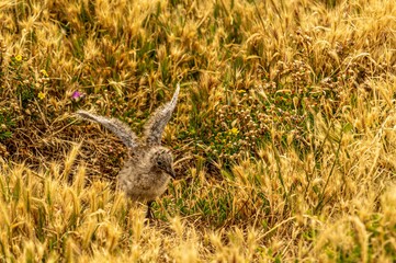 Seagull Chick Wings