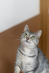 可愛い猫　　サバトラ猫