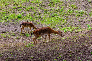 Young white tail deers (Odocoileus virginianus) grazing on a meadow
