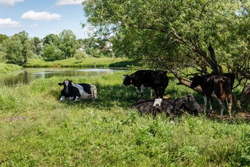Fototapeta na wymiar A small herd of cows is resting in the shade of a tree in a meadow near the river.