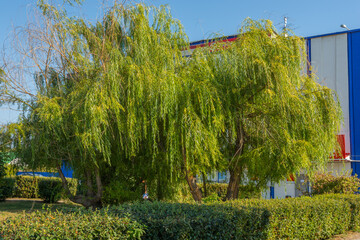 Landscape images of nature in hot summer