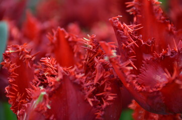 Spring flowers (tulips) in a garden