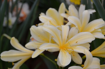 Obraz premium Flowers in a garden / Cyrtanthus /Vallota