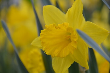 Spring flowers (daffodils) in a garden