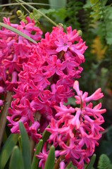 Spring flowers (hyacinths) in a garden